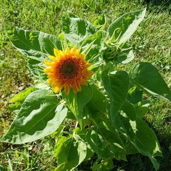 Meet your Posher, Deborah - Picture 1 of 1